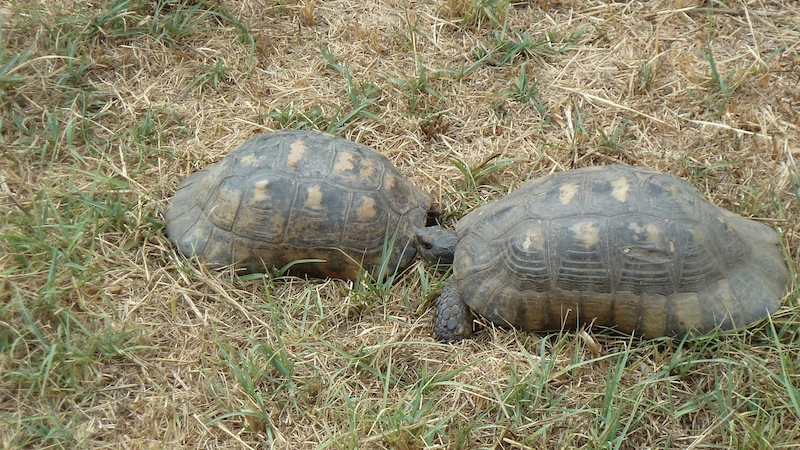 Kerameikos tortoises.JPG